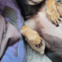 Photo of Rocky And Hugo