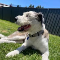 Photo of Maggie   7 Year Old Wolfhound X (Trial)