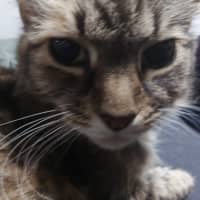 Photo of Georgie