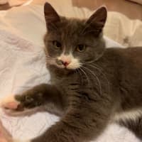 Photo of Nova