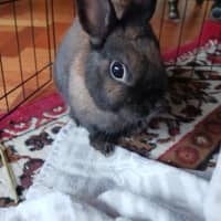 Photo of Ollie / Alice