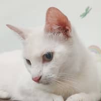 Photo of Clara / Pearl