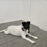 Photo of Cookie