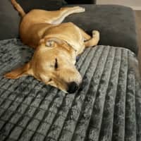 Photo of Kelly   15 Month Old Ridgeback X