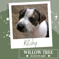 Photo of Kitchy