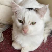 Photo of Nio   In Foster Care In Clayton