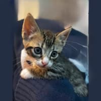 Photo of Ziggy And Mars