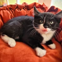 Photo of Beetlejuice 