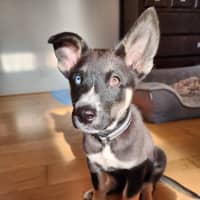 Photo of Chinook
