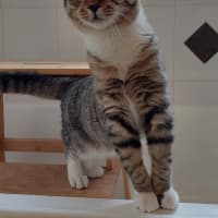 Photo of Roo
