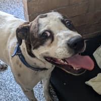 Photo of Patch