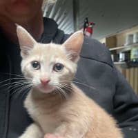 Photo of Simba