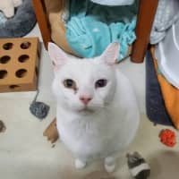 Photo of Cruiser