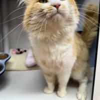 Photo of Caspian
