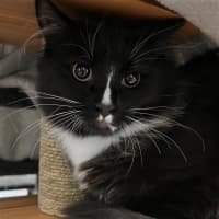 Photo of Sylvester