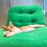 Photo of Tango   In Foster Care In Brunswick East