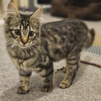 Photo of Luna (Was Cleo)