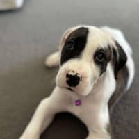 Photo of Saffron