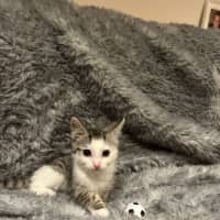 Photo of Moxie