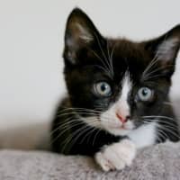 Photo of Domino