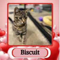 Photo of Biscuit