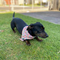 Photo of Lunabella