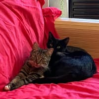 Photo of Coco And Mocha 