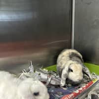 Photo of Snowy & Coco