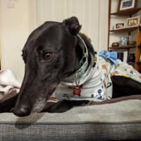Photo of Blakey, The Greyhound