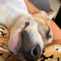 Photo of Layla   13 Week Old Fox Terrier X Kelpie (Trial)