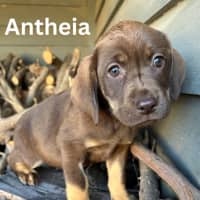 Photo of Thanatos Litter