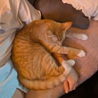 Photo of Griffin
