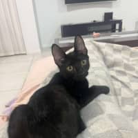 Photo of Toothless