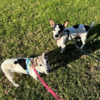 Photo of Ruby And Vincent Silvanus