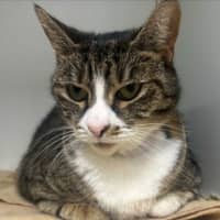 Photo of Peanut