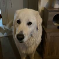 Photo of Luna *9 Lives Project Rescue*