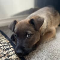 Photo of Benzo   10 Week Old Cattle Dog X Weimaraner