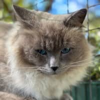 Photo of Lucky Charms