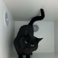 Photo of Maximus