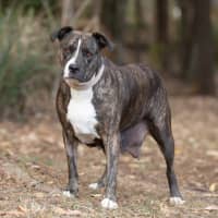 Photo of Coco