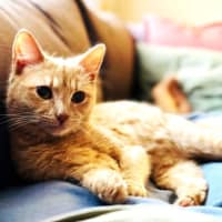 Photo of Abigail   Located In Fairfield