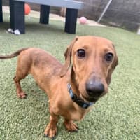 Photo of Rusty