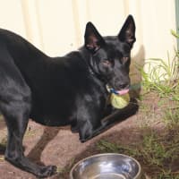 Photo of Roxy