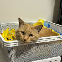 Photo of Sponge Cake