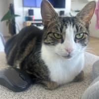 Photo of Blair Waldorf