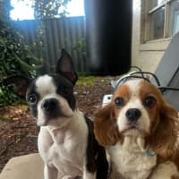 Photo of Millie
