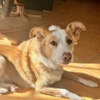 Photo of Chloe   5 Year Old Border Collie