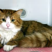 Photo of Elmo Sta012934