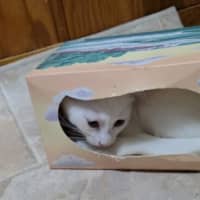 Photo of Marshmallow