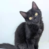 Photo of Sylvester